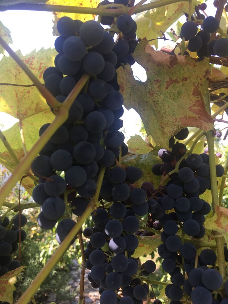 Abundant grapes
