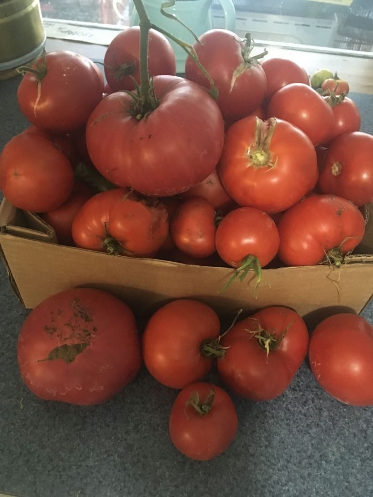 Abundant tomato crop