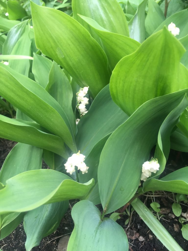 Fragrant lily of the valley