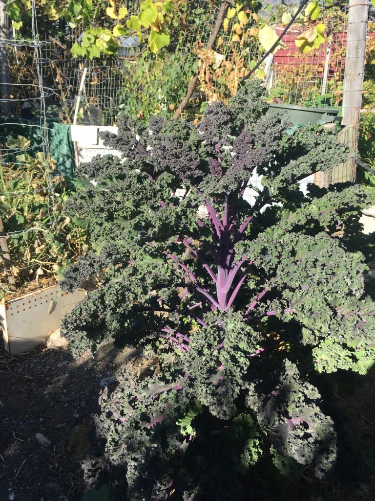 Kale and other vegetable crops