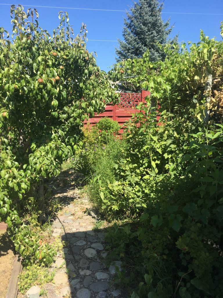 Walkway between pear and red currents