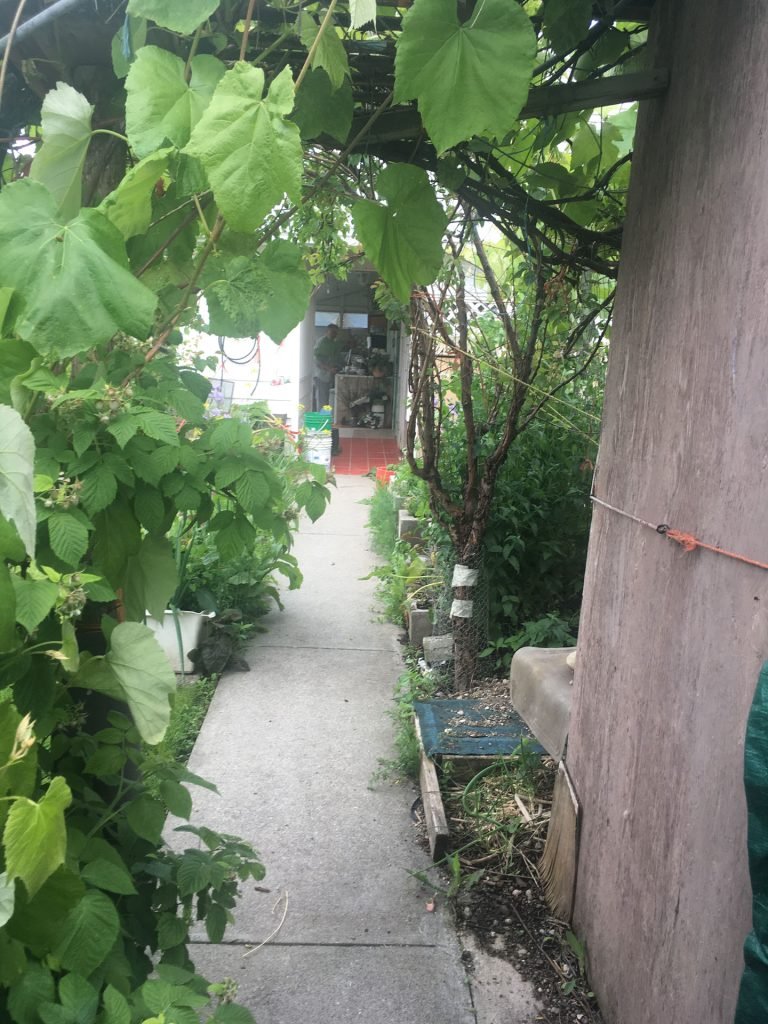 Walkway from garage to house under the grape and apricots